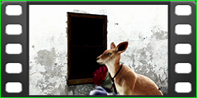 Tekken Tag Tournament 2 Roger Jr Ending Movie